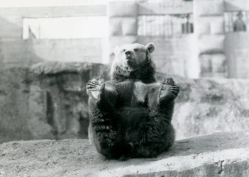 1921年8月、ロンドン動物園のMappin Terracesに座って、足で後ろ足を抱えているヒグマ